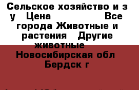 Сельское хозяйство и з/у › Цена ­ 2 500 000 - Все города Животные и растения » Другие животные   . Новосибирская обл.,Бердск г.